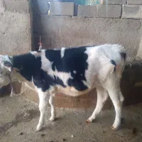 فروش گاو درجه یک شکم اول با گوساله ماده|حیوانات مزرعه|جره و بالاده, |دیوار