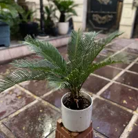 گل و گیاهان طبیعی|گل و گیاه طبیعی|قم, سالاریه|دیوار