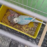 مرغ عشق با جوجه و قفس