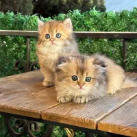 خاص ترین رنگ / بازدید حضوری هم داریم