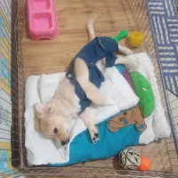 سگ اشپیدز گلدن|سگ|قدس, شهر‌قدس|دیوار