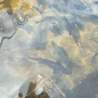 فروش  فیل ماهی و خاویاریه سیبری