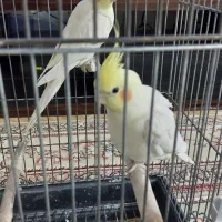 عروس هلندی سخنگوی|پرنده|قرچک, شهرک طلائیه|دیوار