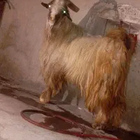 پازن