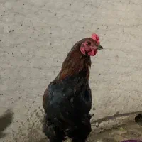 خروس محلی و خروس لاری