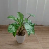 گلهای طبیعی و زیبا و شاداب|گل و گیاه طبیعی|سراب, |دیوار