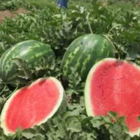فروش هندونه ارگانیک درجه یک صادراتی