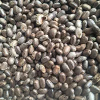 کرچک|خوردنی و آشامیدنی|خرمدشت, |دیوار