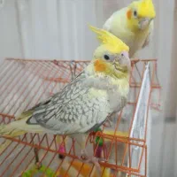 یک عدد عروس هلندی گم شده