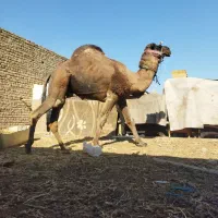 شترلوک تخمی