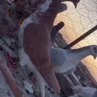 ۷تانرخشگل پرشی|پرنده|تربت‌حیدریه, بالا ولایت|دیوار