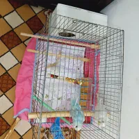 قفس پرنده