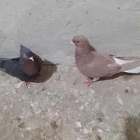 کفتر ماده شهری زرد وتافته|پرنده|شیراز, داریون|دیوار