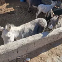 الاغ ماده گله ای