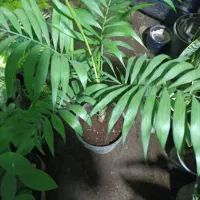 گل طبیعی|گل و گیاه طبیعی|لاهیجان, لیل|دیوار