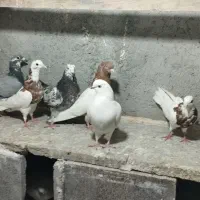 کبوتر