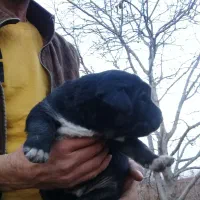 توله‌سگ‌عراقی