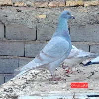 کفترفروشی|پرنده|فردوس (خراسان), |دیوار