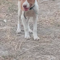 سگ پاکوتاه ماده