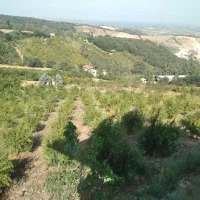 باغ-انار-جاده-مهربان-رود-رستمکلا