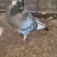 کفتر طوقی|پرنده|سده (خراسان جنوبی), |دیوار