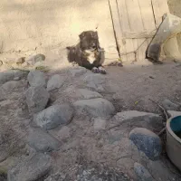 سگ گله و نگهبانی قهدرجانی جوان