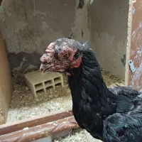 مرغ لاری دو ساله