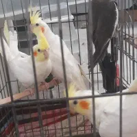 جوجه عروس هلندی