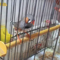 فنچ به همراه قفس