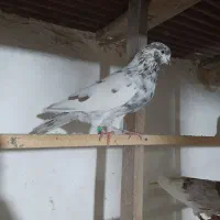 کبوتر پرشی|پرنده|رشت, حومه رشت|دیوار