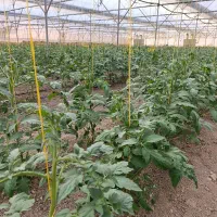 جذب ۴نفر نیرو خانم درگلخانه گوجه|استخدام صنعتی، فنی، مهندسی|کبودرآهنگ, |دیوار