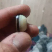 باباقوری سه پوست کلکسیونی|جواهرات|سمنان, |دیوار