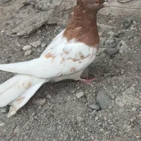ماده کله ای ماده پشت دار