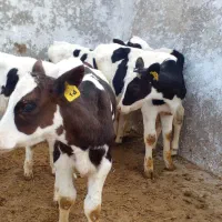 گوساله هلشتاین قطع شیر|حیوانات مزرعه|میلاجرد, |دیوار