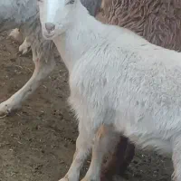 شیرموسانن وپاکستانی