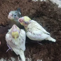 عروس هلندی وکوتوله