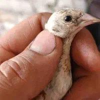 جوجه سهره|پرنده|سنندج, |دیوار