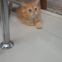 بچه گربه پرشین