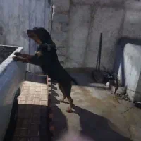 روتوایلر ۴ ساله