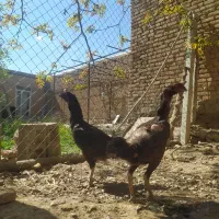 لاری