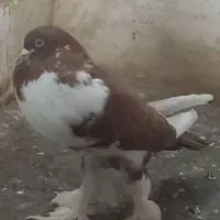 کبوتر بادکنکی|پرنده|ری, ظهیرآباد|دیوار