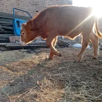 گوساله نر سیمیتال قرمز|حیوانات مزرعه|بناب, |دیوار