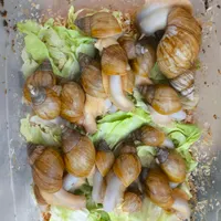 حلزون آچاتینا