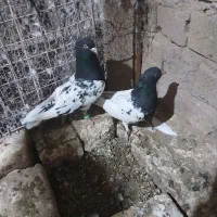 فروش تعدادی کبوتر