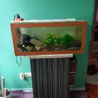 آکواریوم سالم بدون تجهیزات