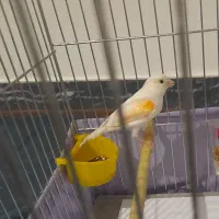 فروش قناری ماده زیبا