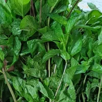 نعناع تر و تازه|خوردنی و آشامیدنی|اصفهان, راران|دیوار