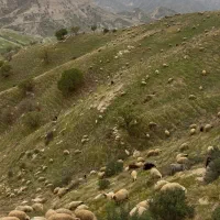 گلیار(گله‌دار)چوپان