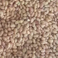 بذر یونجه رقم رنجر آمریکایی