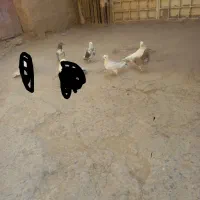 فروشی